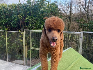 Miniature Poodle dogs in Preston - Advert 5
