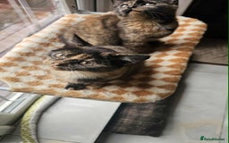 British Shorthair cats for sale: Stunning British Shorthair Kittens Ready Now! - Image 33