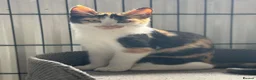 Domestic Shorthair cats for adoption: Jake, Toffee & Caramel - Adopt Cats in Crisis  - Advert 3