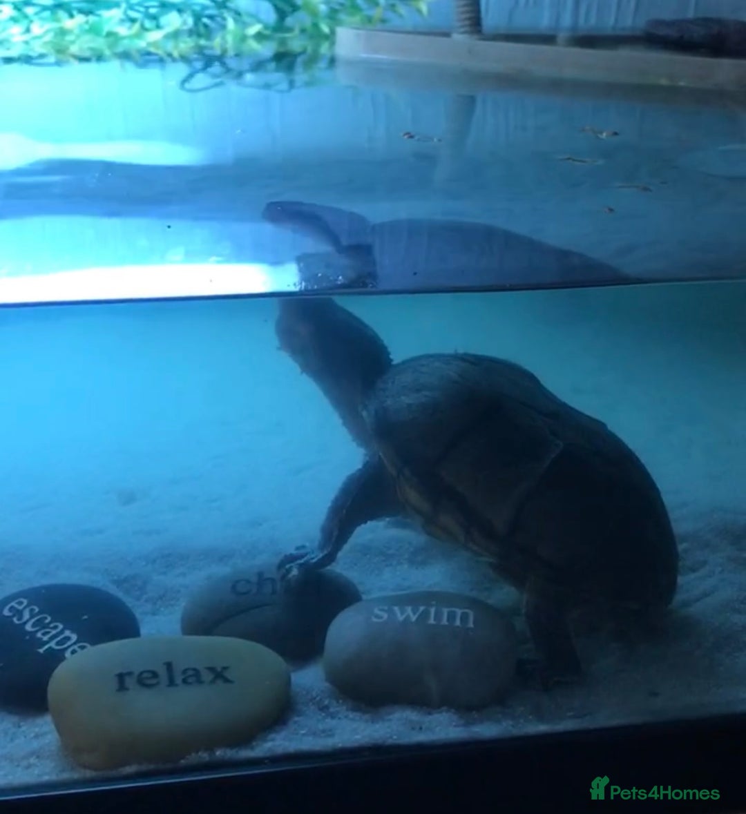 Turtle reptiles for sale: Musk turtles - Image 3