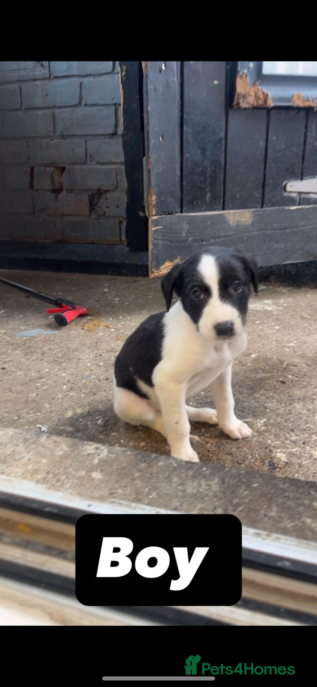 Saluki dogs for sale: Sulki / collie  - Advert 7