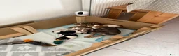 Jack Russell dogs for sale: Jack Russell Boys  in York - Advert 2