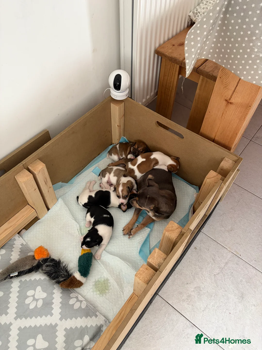 Jack Russell dogs for sale: Jack Russell Boys  in York - Advert 2