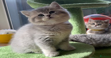 British Shorthair cats - Advert 1