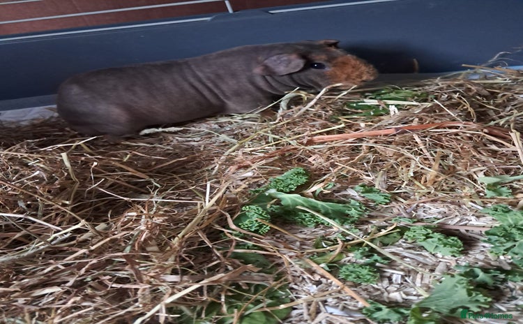 Guinea Pig rodents BEAUTIFUL SKINNY BOAR  - Advert 16