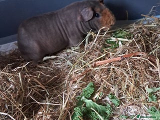 Guinea Pig rodents BEAUTIFUL SKINNY BOAR - Advert 11