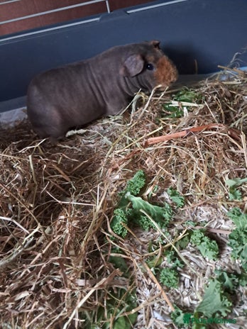 Guinea Pig rodents BEAUTIFUL SKINNY BOAR - Advert 12