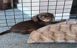 Mixed Breed dogs for stud: Meet Wilbur – Our 1/1 Cocker Spaniel x Dachshund - Image 18
