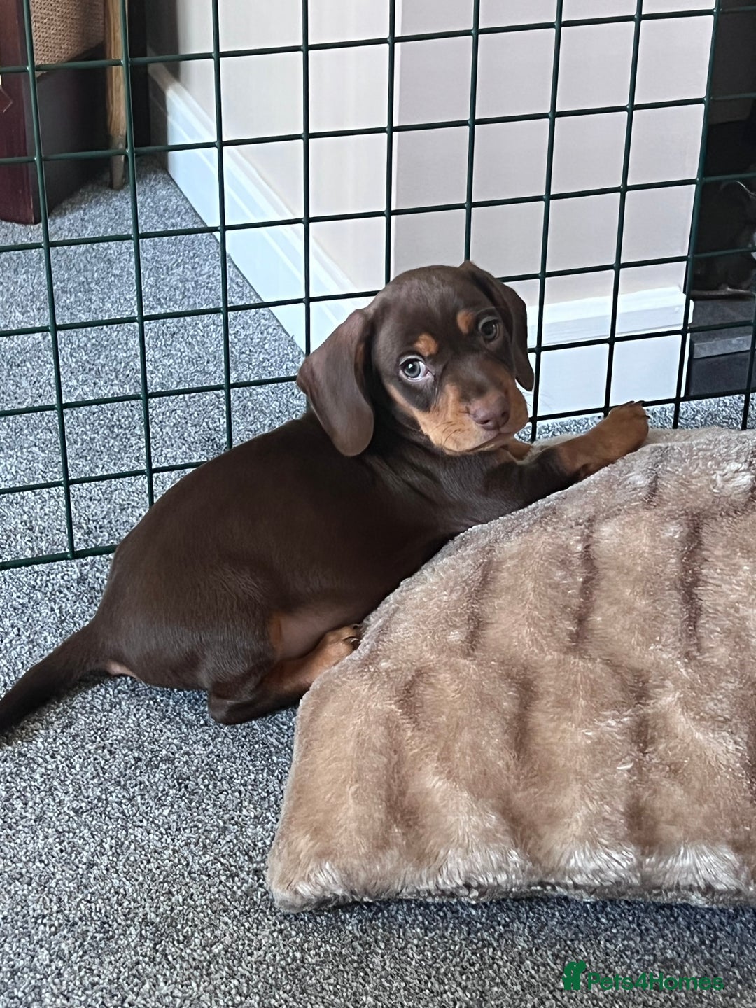 Mixed Breed dogs for stud: Meet Wilbur – Our 1/1 Cocker Spaniel x Dachshund - Image 18