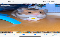 Hamster rodents for sale: Lovely hamster +set up - Image 4