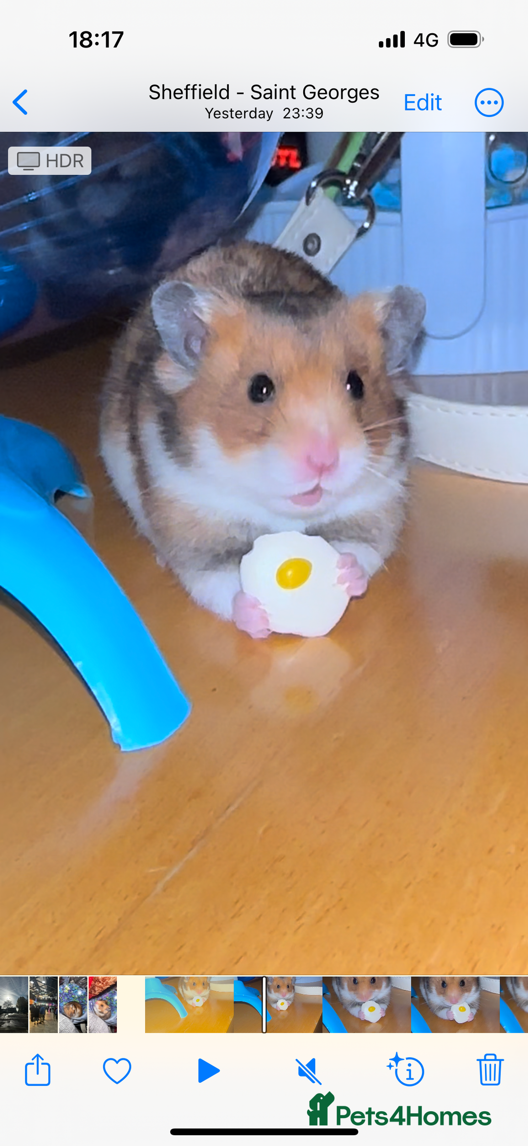 Hamster rodents for sale: Lovely hamster +set up - Image 4