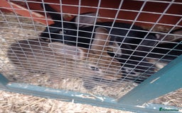 Mixed Breed rabbits for sale: 2 baby rabbits available  in Nottingham - Image 2