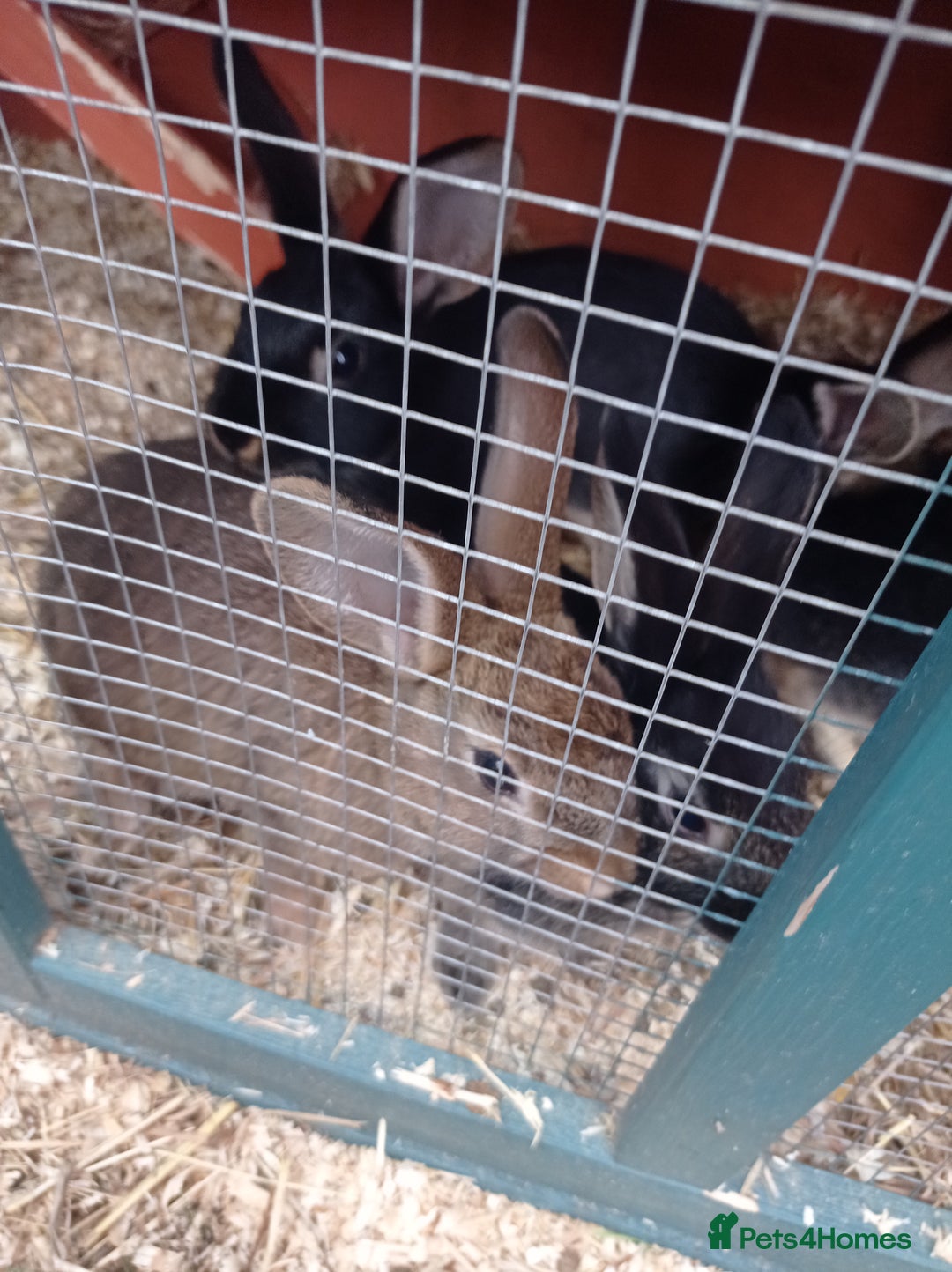 Mixed Breed rabbits for sale: 2 baby rabbits available  in Nottingham - Image 2