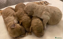 Cavapoo dogs for sale: Gorgeous Teddybear Cavapoo Puppies health checked  - Advert 18