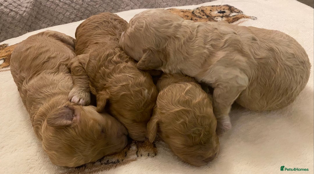 Cavapoo dogs for sale: Gorgeous Teddybear Cavapoo Puppies health checked  - Advert 18
