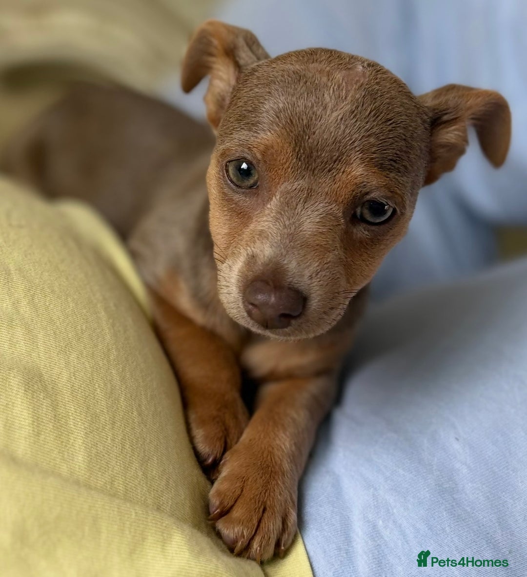 Jack Russell dogs for sale: Jack Russell’s lilac and Tan.  - Image 4