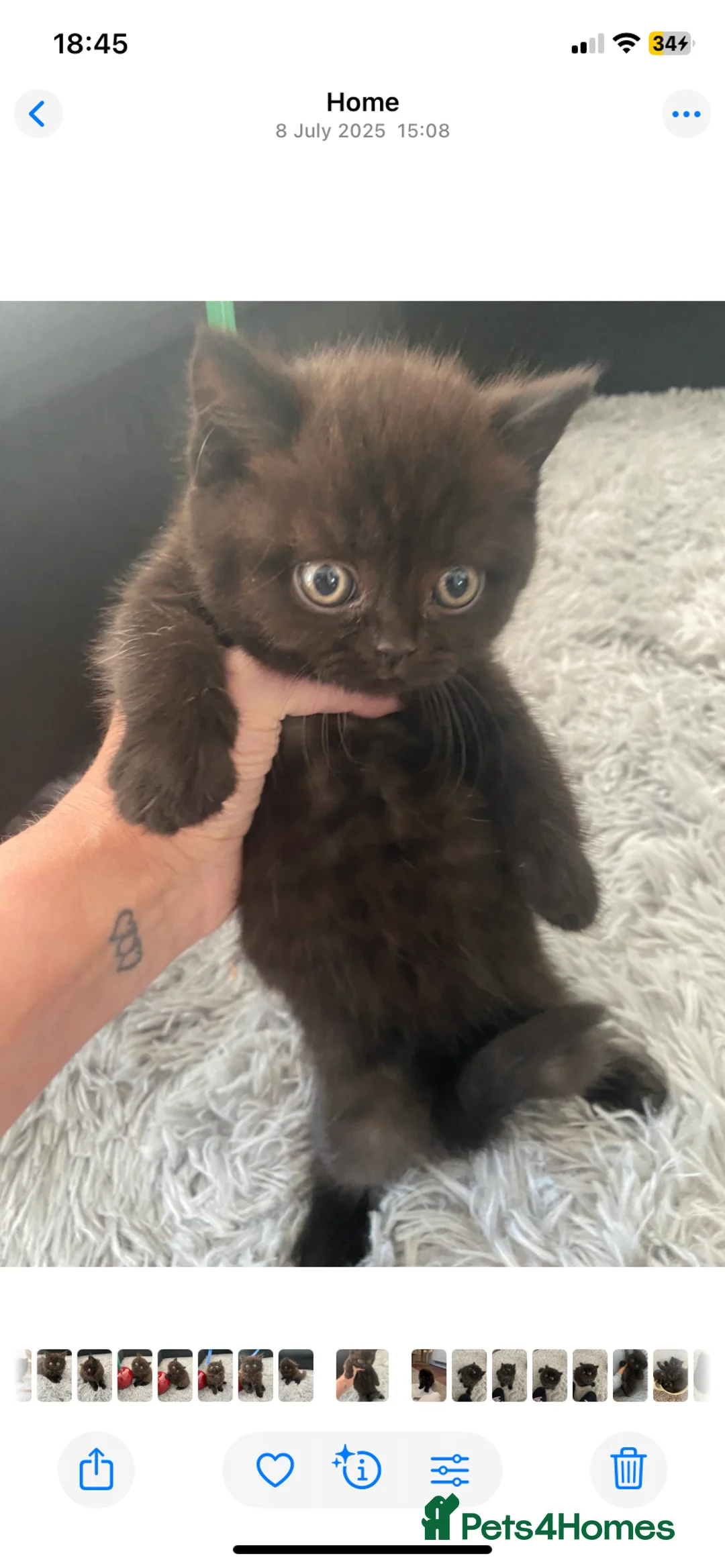 British Shorthair cats for sale: 5 British Shorthair Kittens - Advert 2