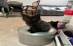 Mixed Breed cats for sale: Russian blu mix  - Image 7