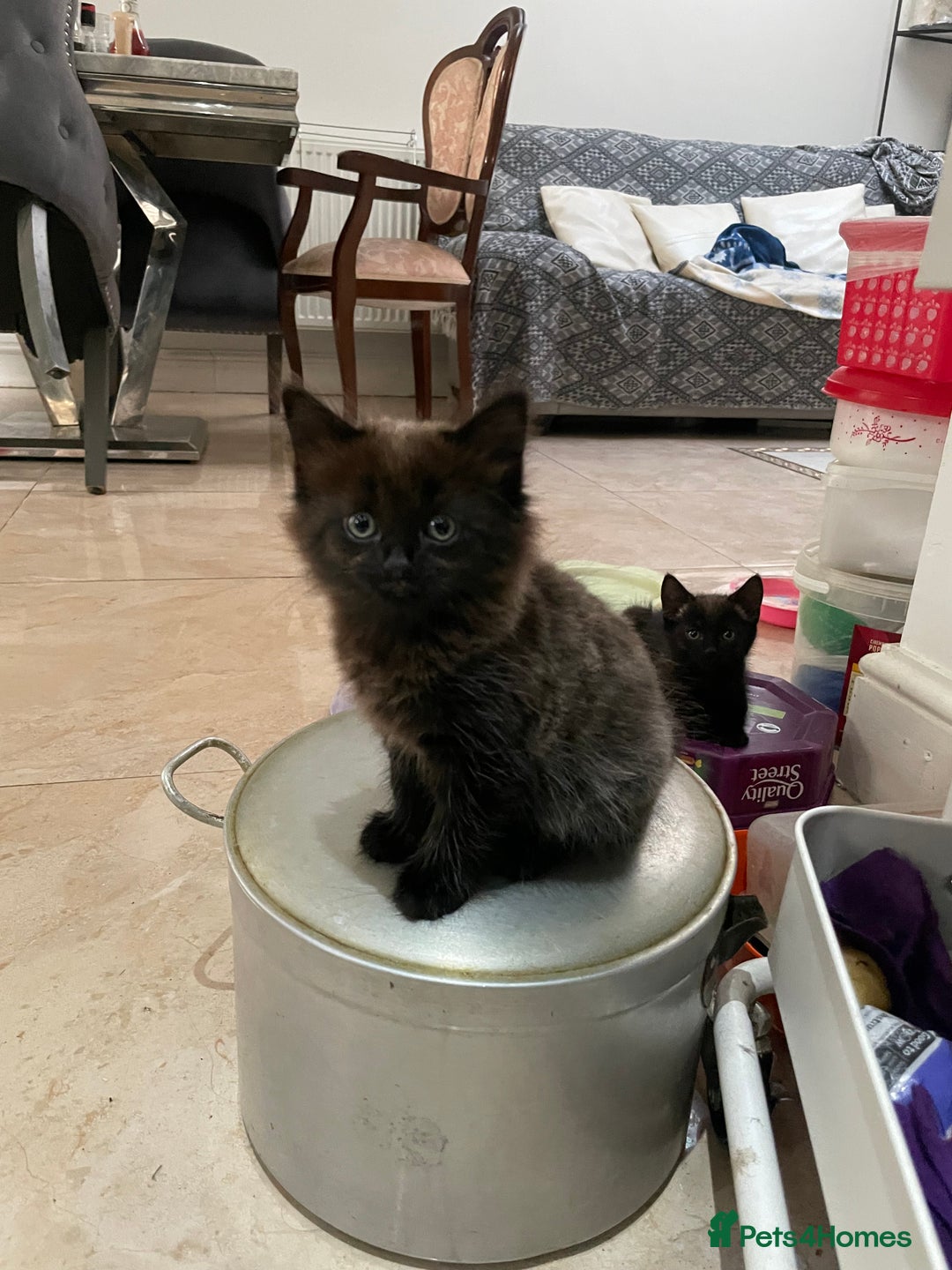 Mixed Breed cats for sale: Russian blu mix  - Image 7