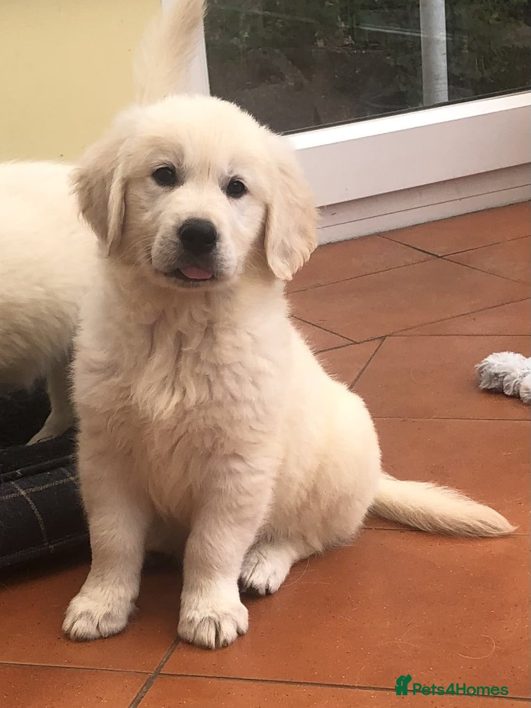 Golden Retriever dogs for sale: Home bred Chunky cream Goldie pups - Image 16
