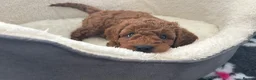 Cavapoo dogs for sale: Outstanding Teddy Bears  - Advert 1