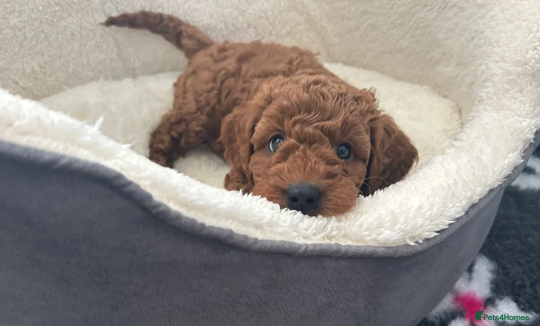 Cavapoo dogs for sale: Outstanding Teddy Bears  - Advert 1