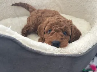 Cavapoo dogs Outstanding Teddy Bears - Advert 1