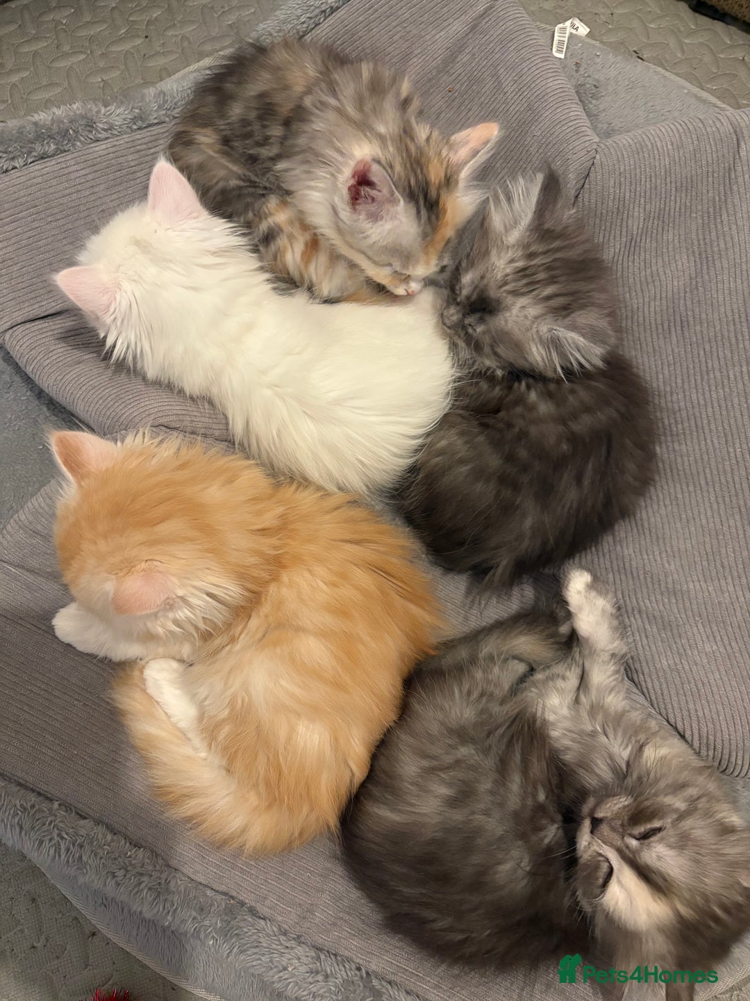 Mixed Breed cats for sale: Stunning Maine coon x Scottish Fold kittens - Advert 7