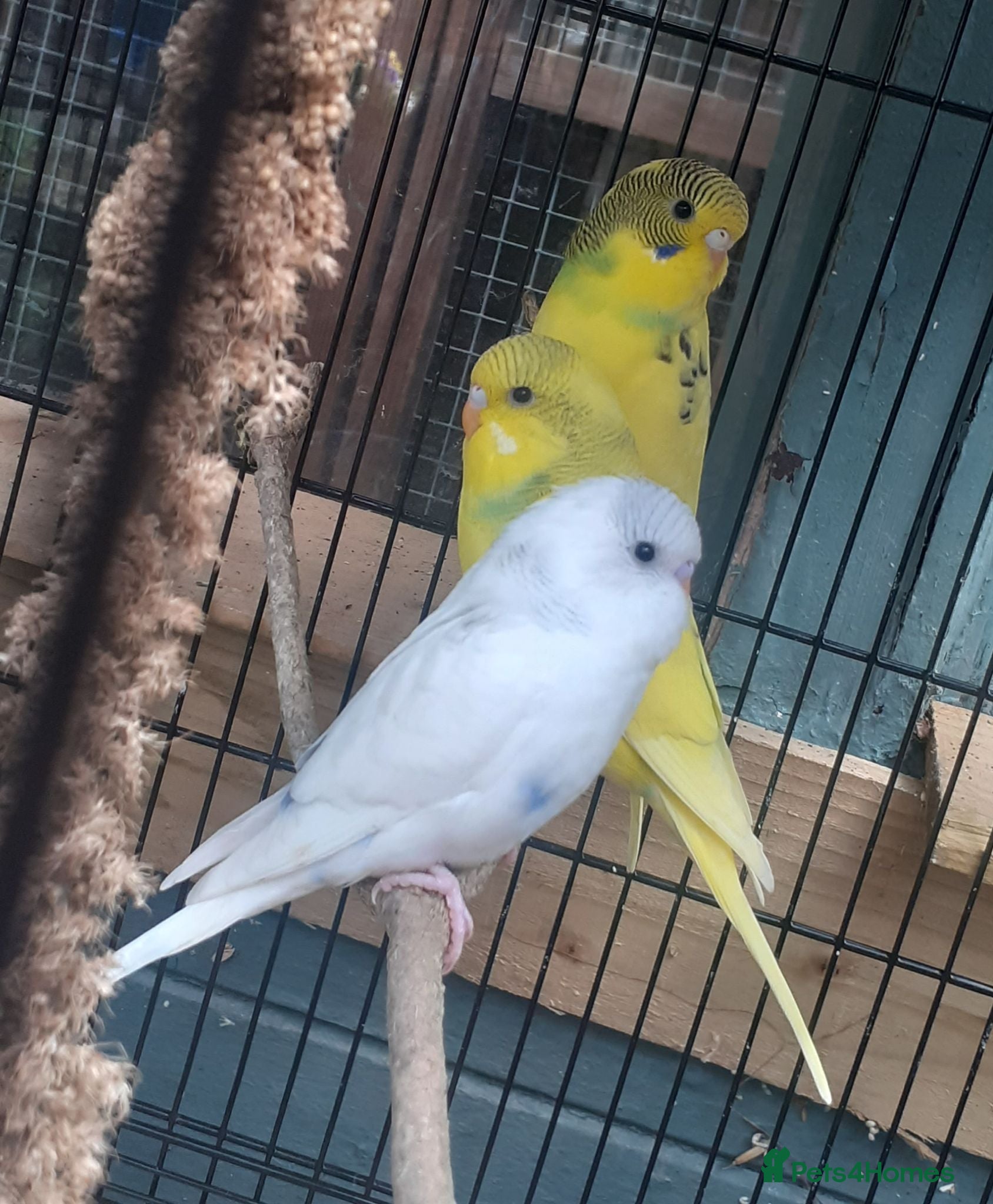 Budgerigars birds Baby budgies just ready to leave - Advert 10