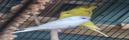 Budgerigars birds for sale: Baby budgies just ready to leave - Advert 1