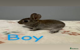 Netherland Dwarf rabbits for sale: Baby Netherland dwarfs  - Image 3