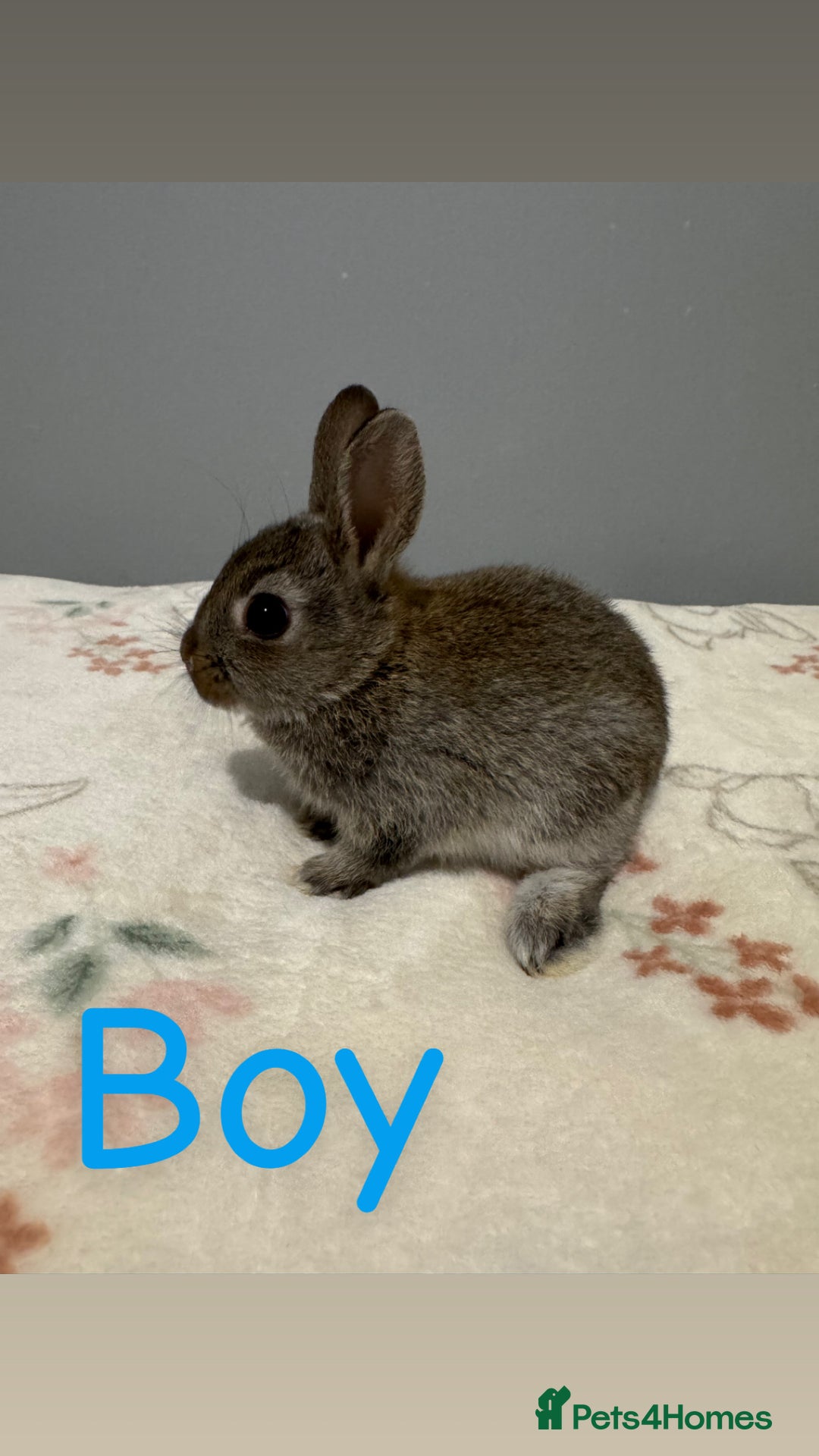 Netherland Dwarf rabbits for sale: Baby Netherland dwarfs  - Image 3