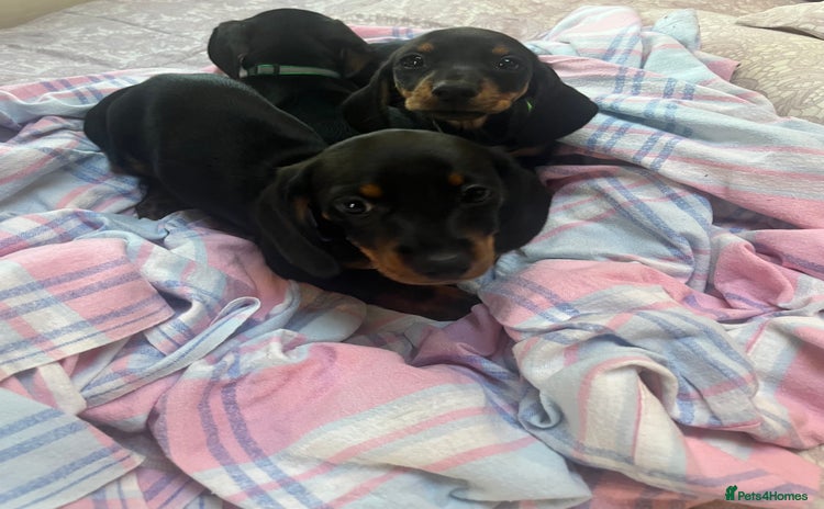 Dachshund dogs - Advert 1