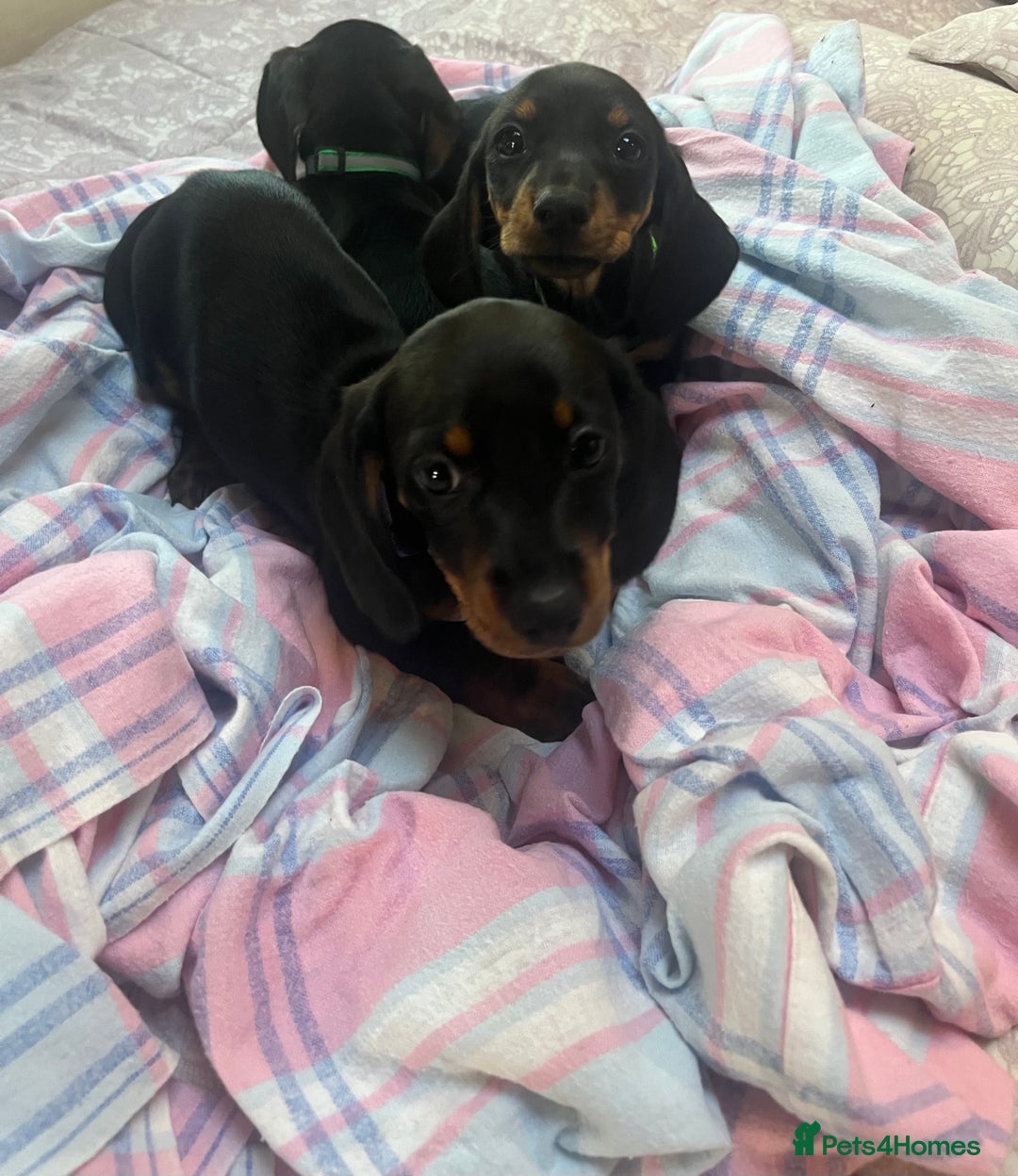 Dachshund dogs for sale: Dachshund puppies - Image 4