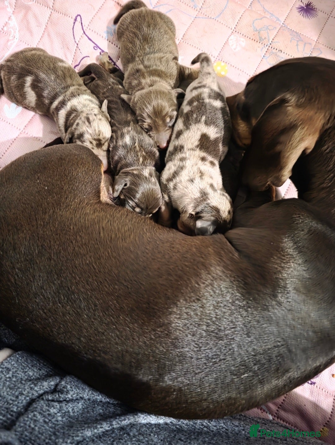 Miniature Dachshund dogs for sale: 2 gorgeous miniature dachshunds for adoption  - Image 6