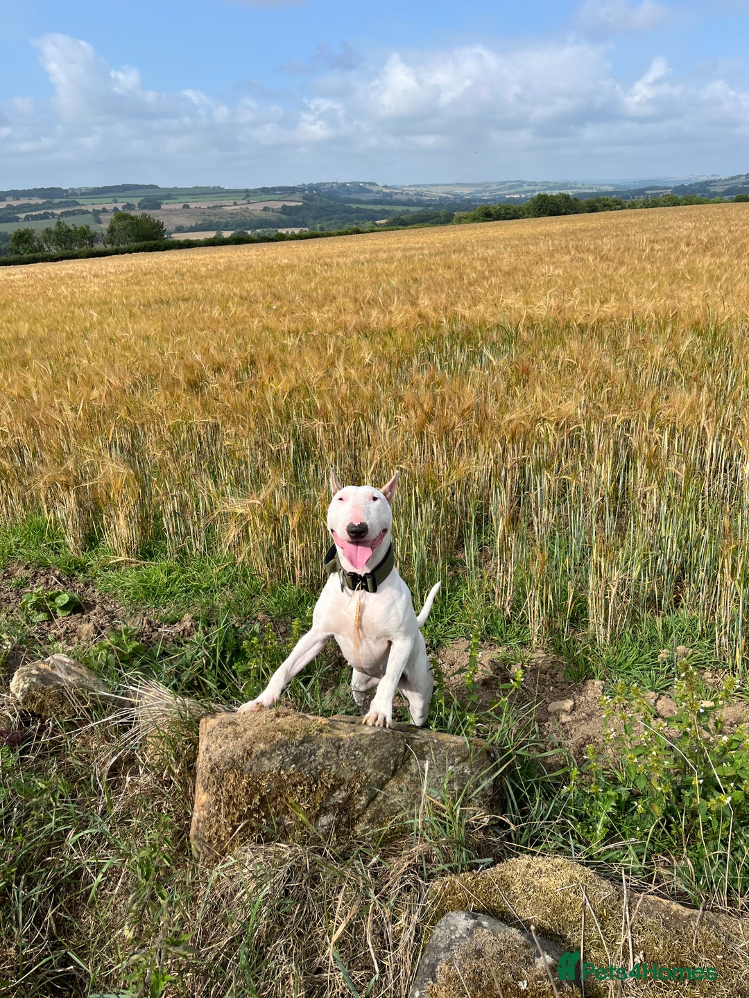 English Bull Terrier dogs for sale: English bull terrier  - Image 2