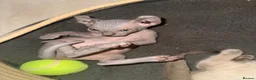 Sphynx cats for sale: Stunning sphinx kittens ready now - Advert 19