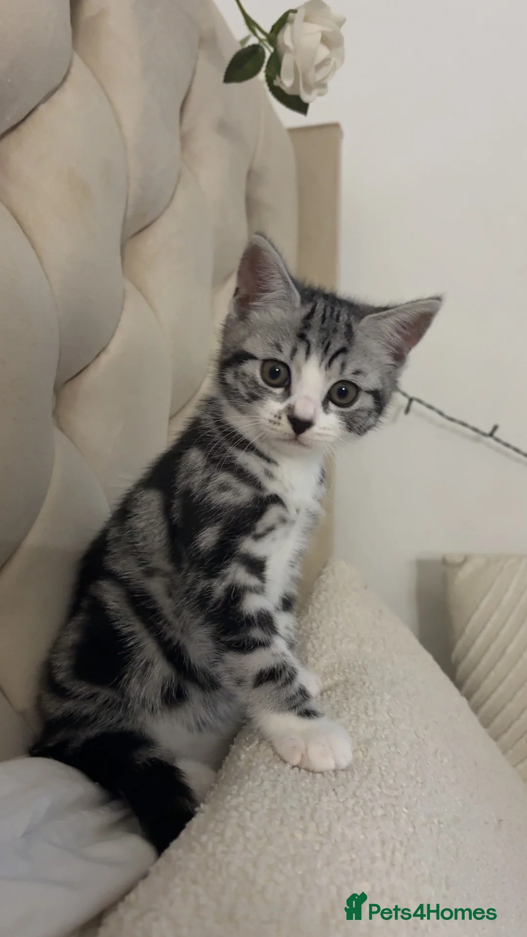 British Shorthair cats for sale: British shorthair kittens  in Manchester - Advert 2