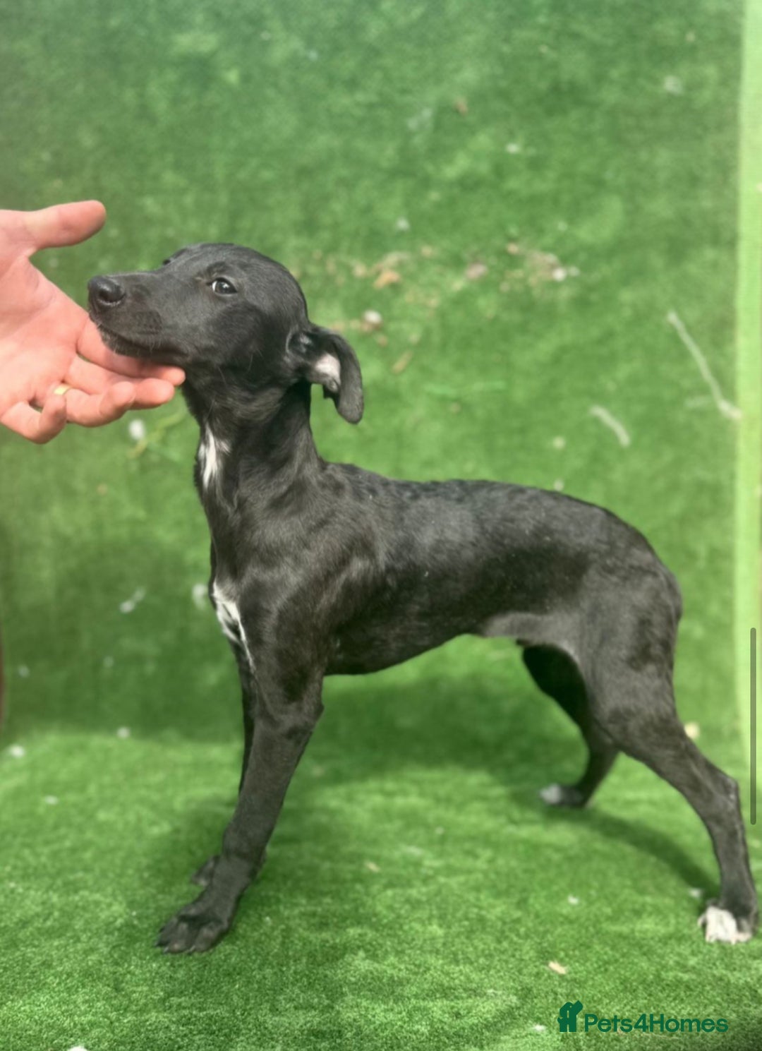 Whippet dogs for sale: Top quality whippet puppies - Image 18