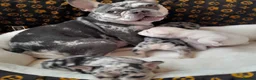 French Bulldog dogs for sale: French Bulldogs– Stunning Merle & Cream Colours in Wirral - Advert 1