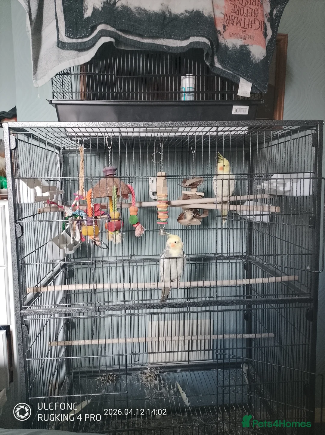 Cockatiels birds for sale: Two beautiful cocktails for rehoming  in Addlestone - Advert 2