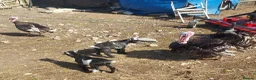 Goats livestock for sale: Pygmy Goats for sale x 4 (price reduced)  - Advert 4