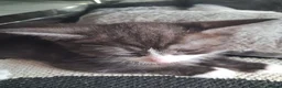 Mixed Breed cats for sale: Five beautiful kittens looking for a new home  - Advert 13