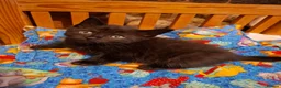 Mixed Breed cats for sale: Kitten  - Advert 13