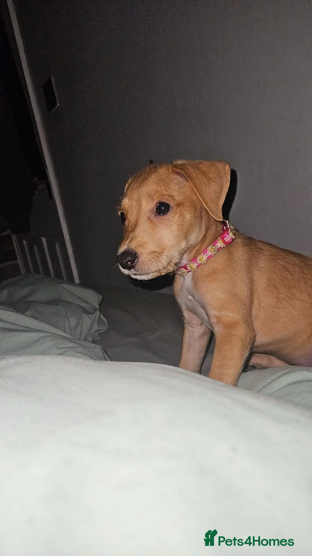 Mixed Breed dogs for sale: Fern 2 years old  in Dukinfield - Advert 25
