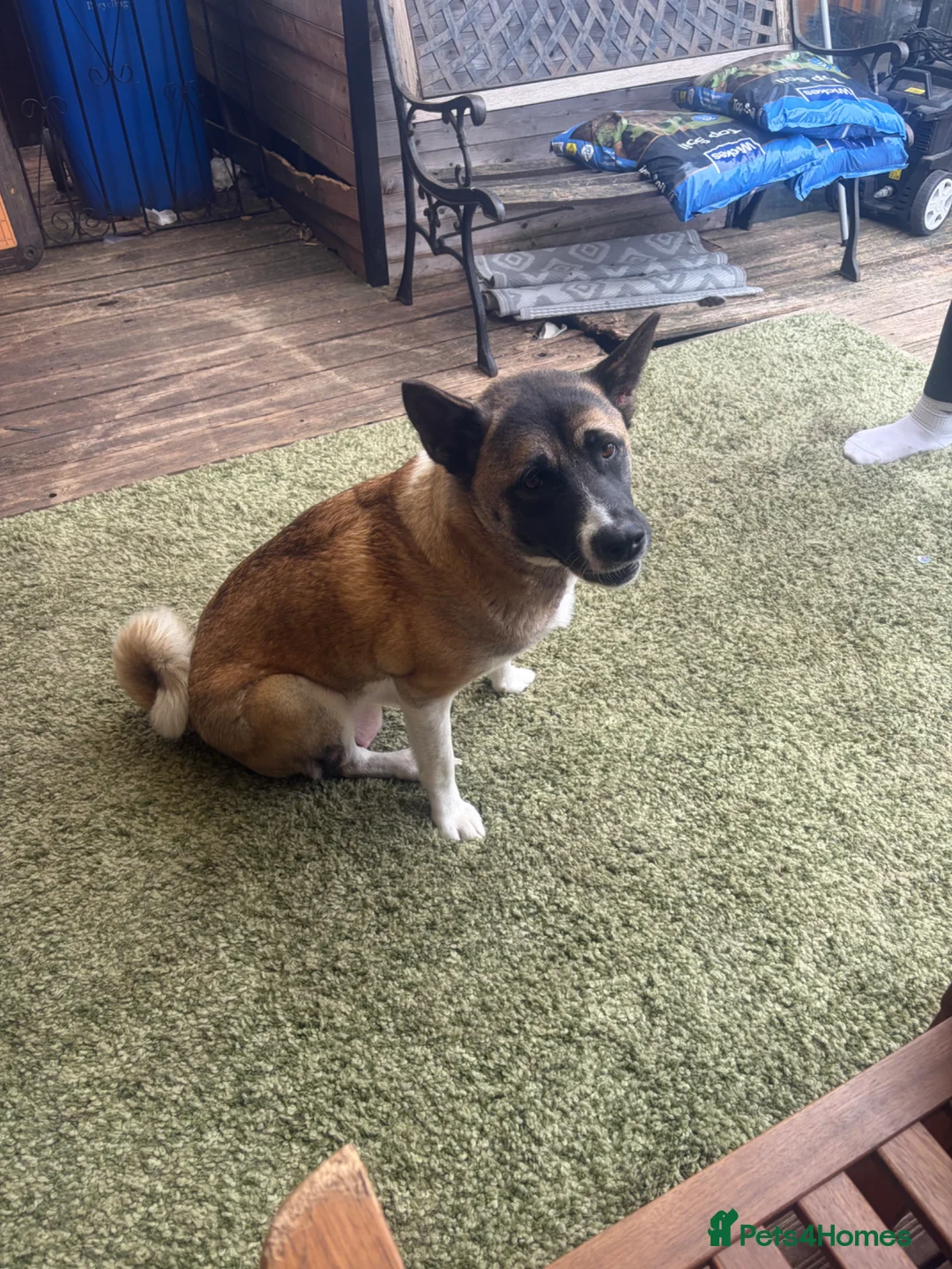 Akita dogs for sale: America Akita  - Advert 1