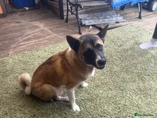 Akita dogs America Akita - Advert 1