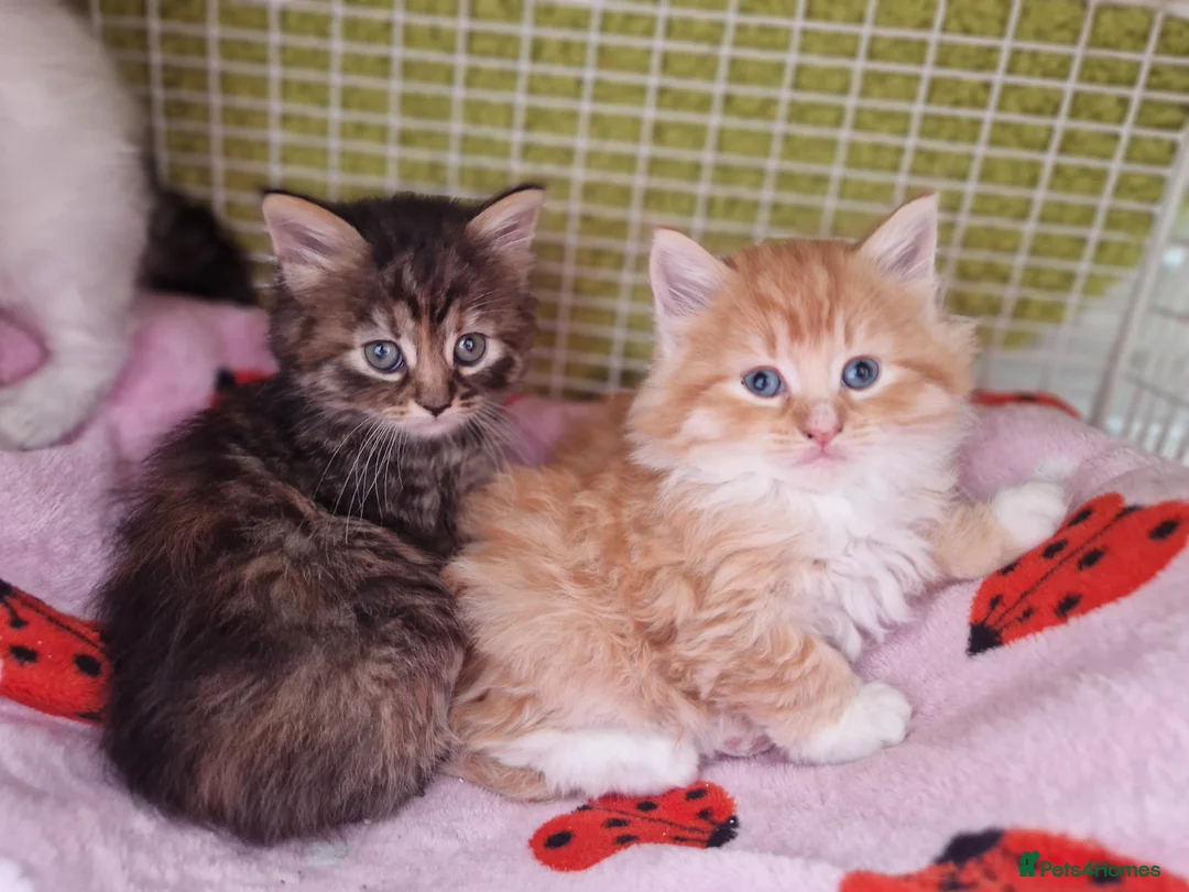 Maine Coon cats for sale: 🌼🌸BeAuTiFuL ☆😻♡ fluff¥ kiTt3n$🌻🌹  - Advert 9