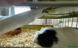 Guinea Pig rodents for sale: Two female guinea pigs  - Image 4