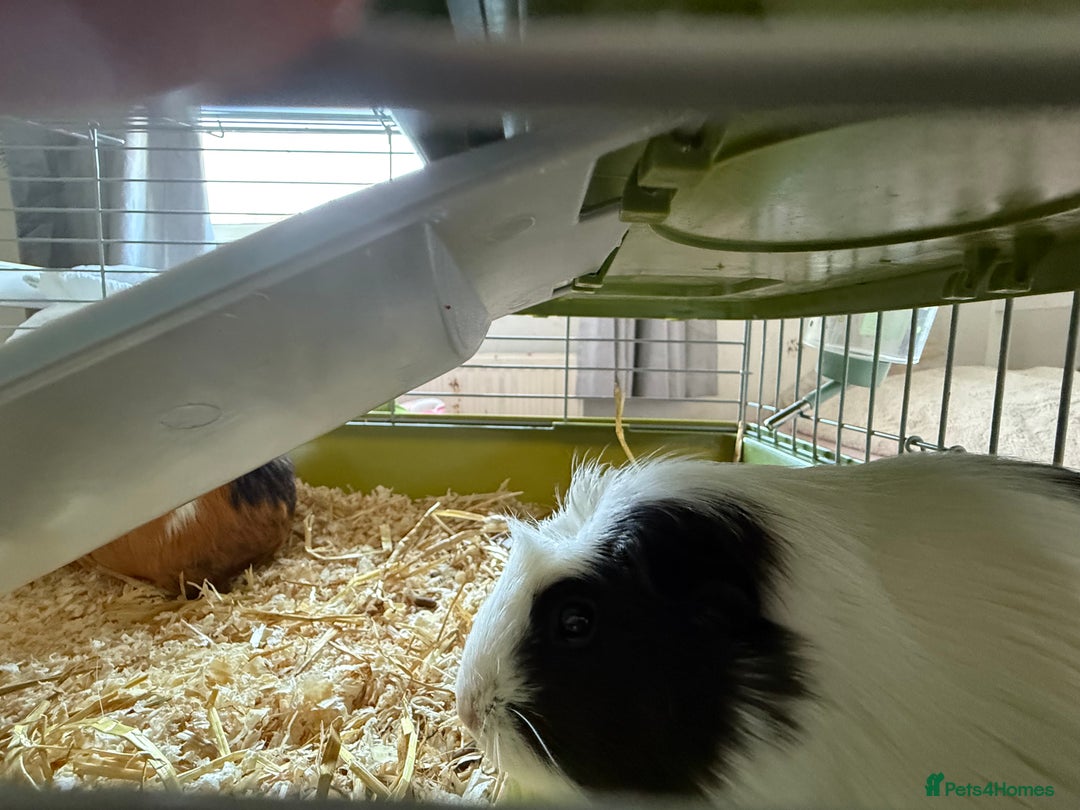 Guinea Pig rodents for sale: Two female guinea pigs  - Image 4